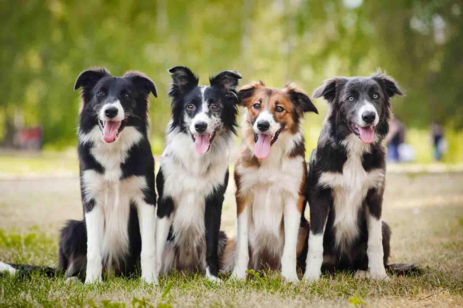 Border Collie, Android, Hund, Hintergrund, Bild, 1500x1000 HD Desktop