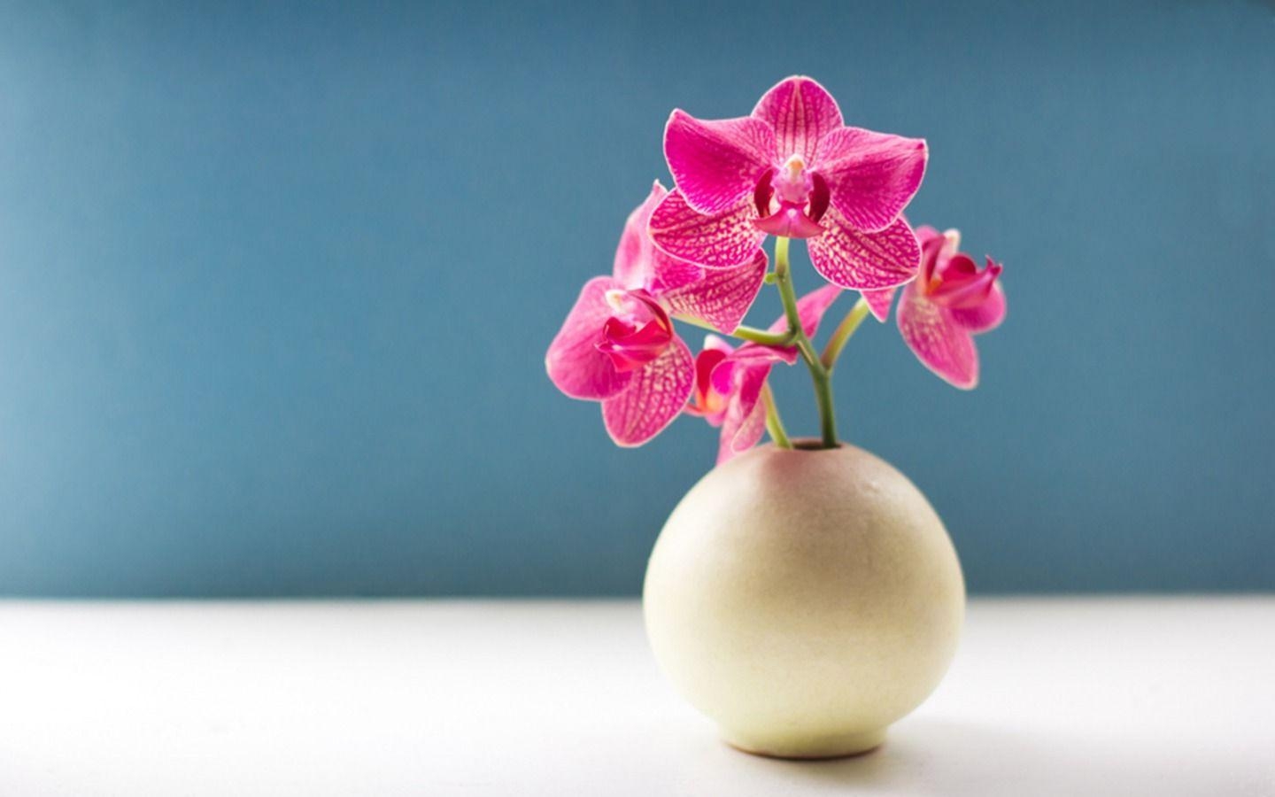 Tolle Orchidee, HD, Blumenbild, Natur, Hintergrund, 1440x900 HD Desktop