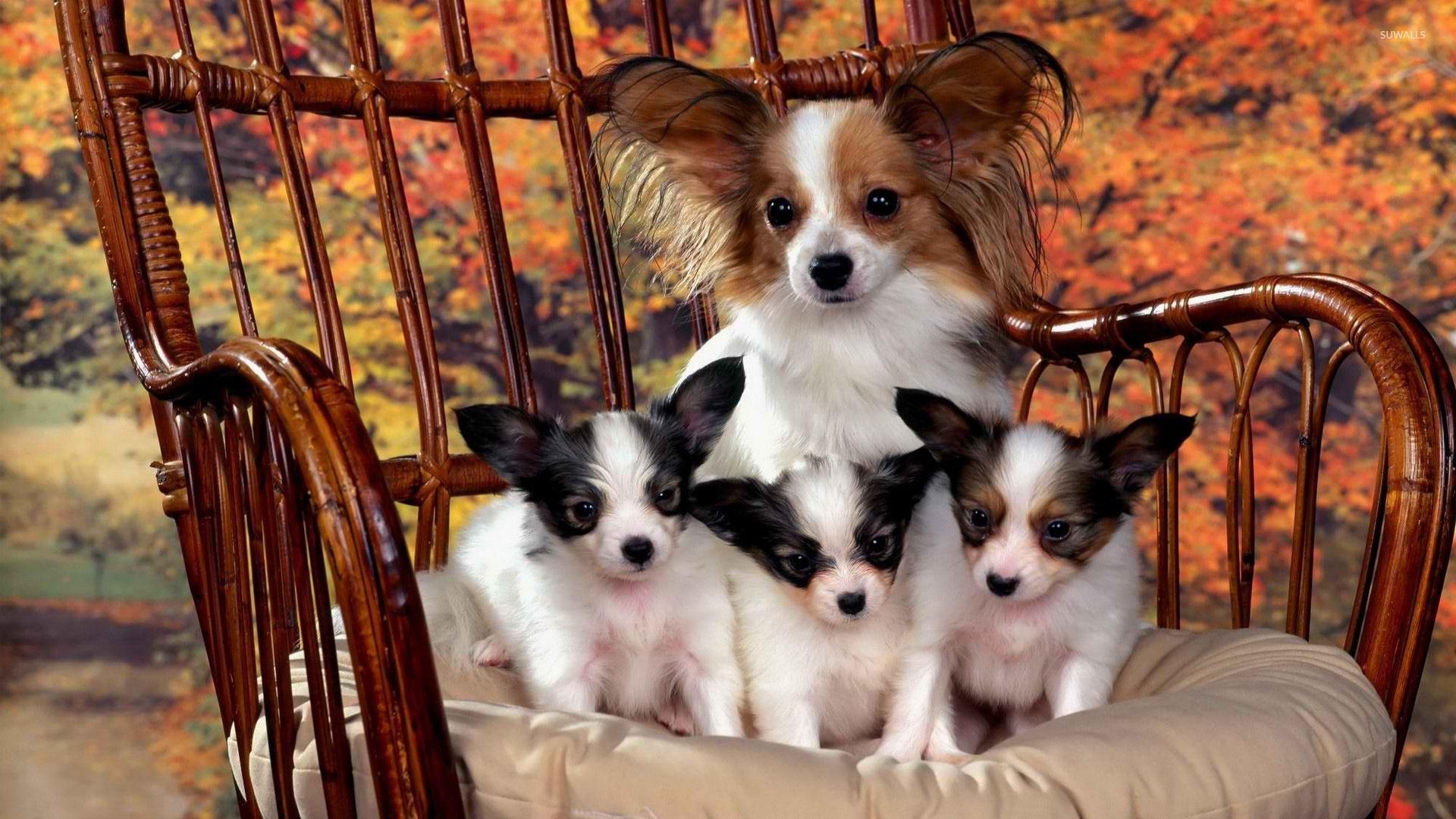 Diamant Malerei, Papillon Hunde, Kunst, Kreativ, Hintergrund, 1920x1080 Full HD Desktop