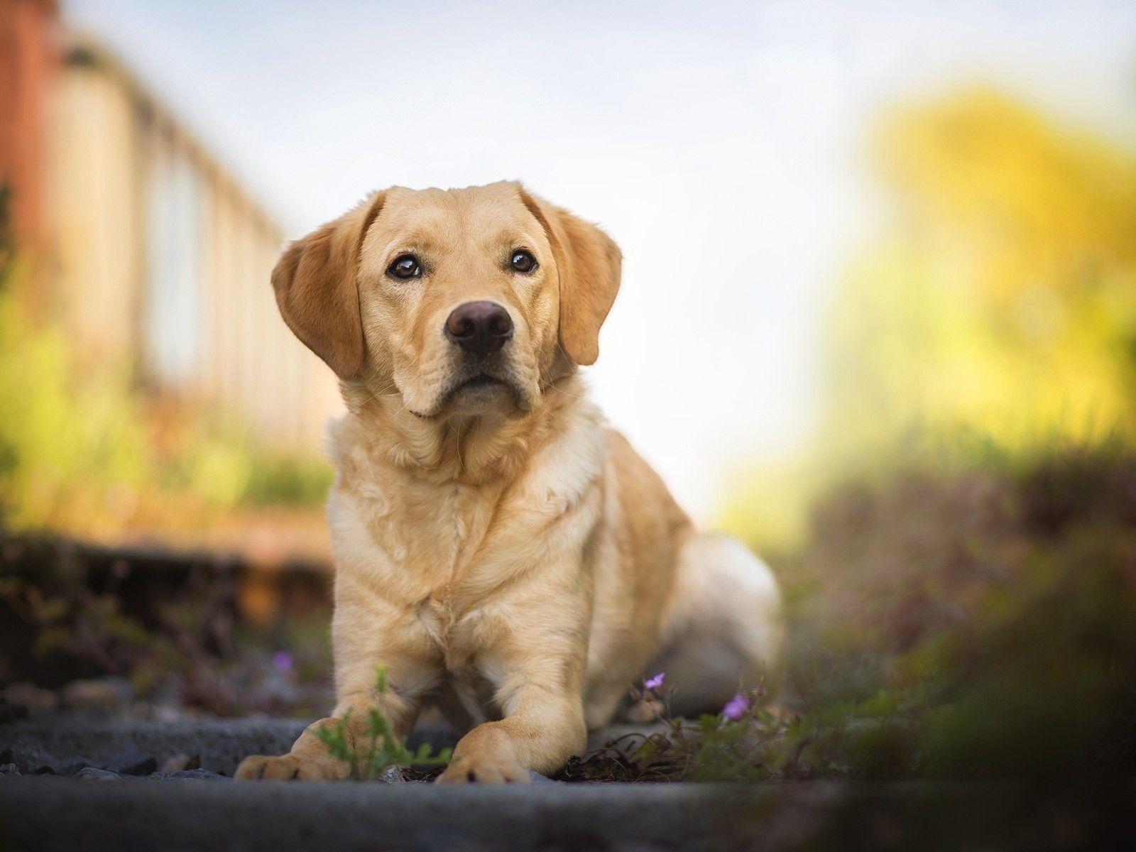 Labrador, Retriever, HD, Auflösung, 4k, 1600x1200 HD Desktop