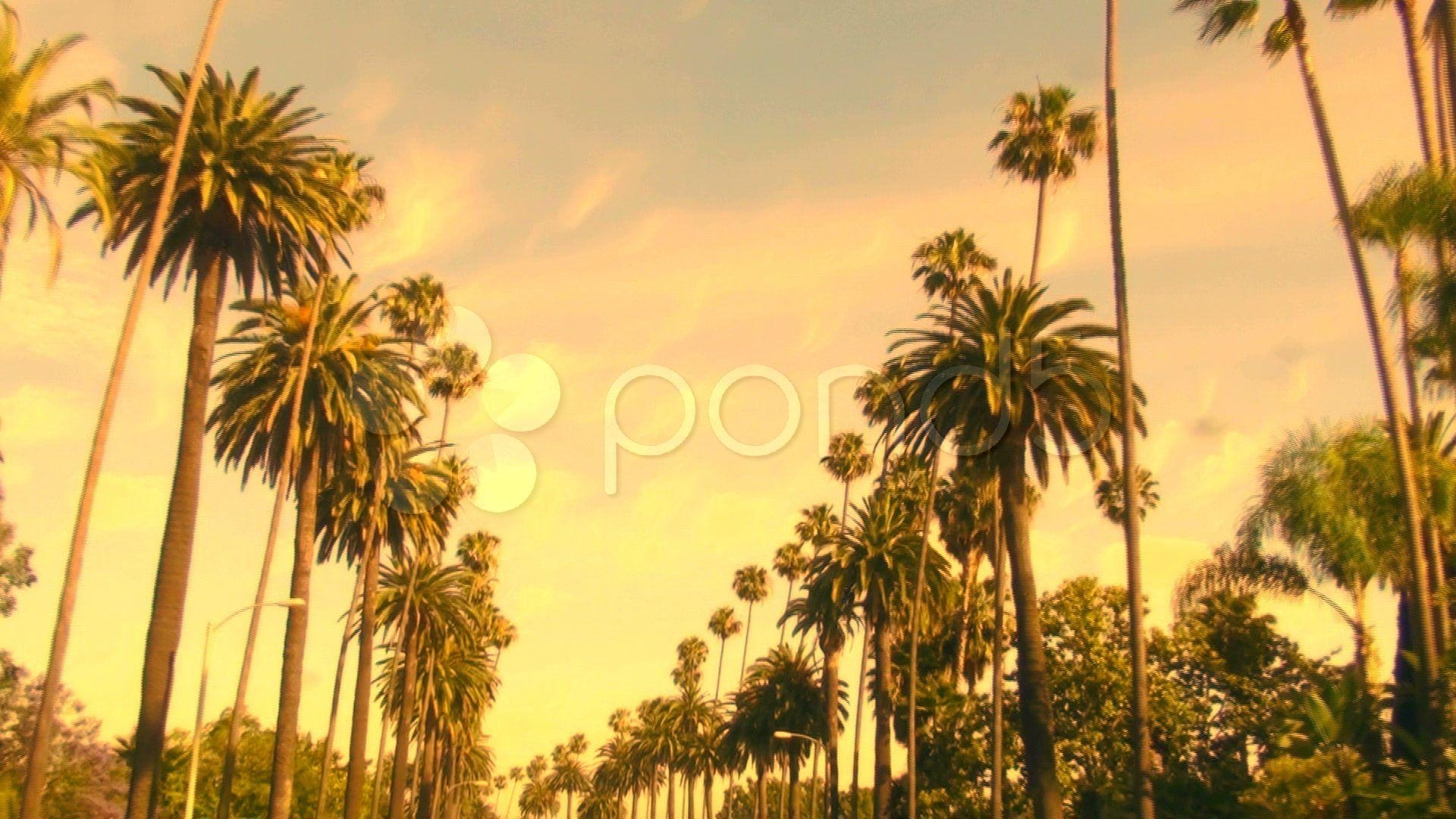 Beverly Hills, Reisen, Palmen, Vintage, Palm Springs, 1920x1080 Full HD Desktop