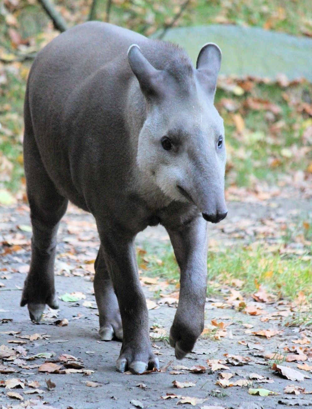 Tapir, Tierbild, Bild Download, Kostenlos, 1000x1310 HD Handy