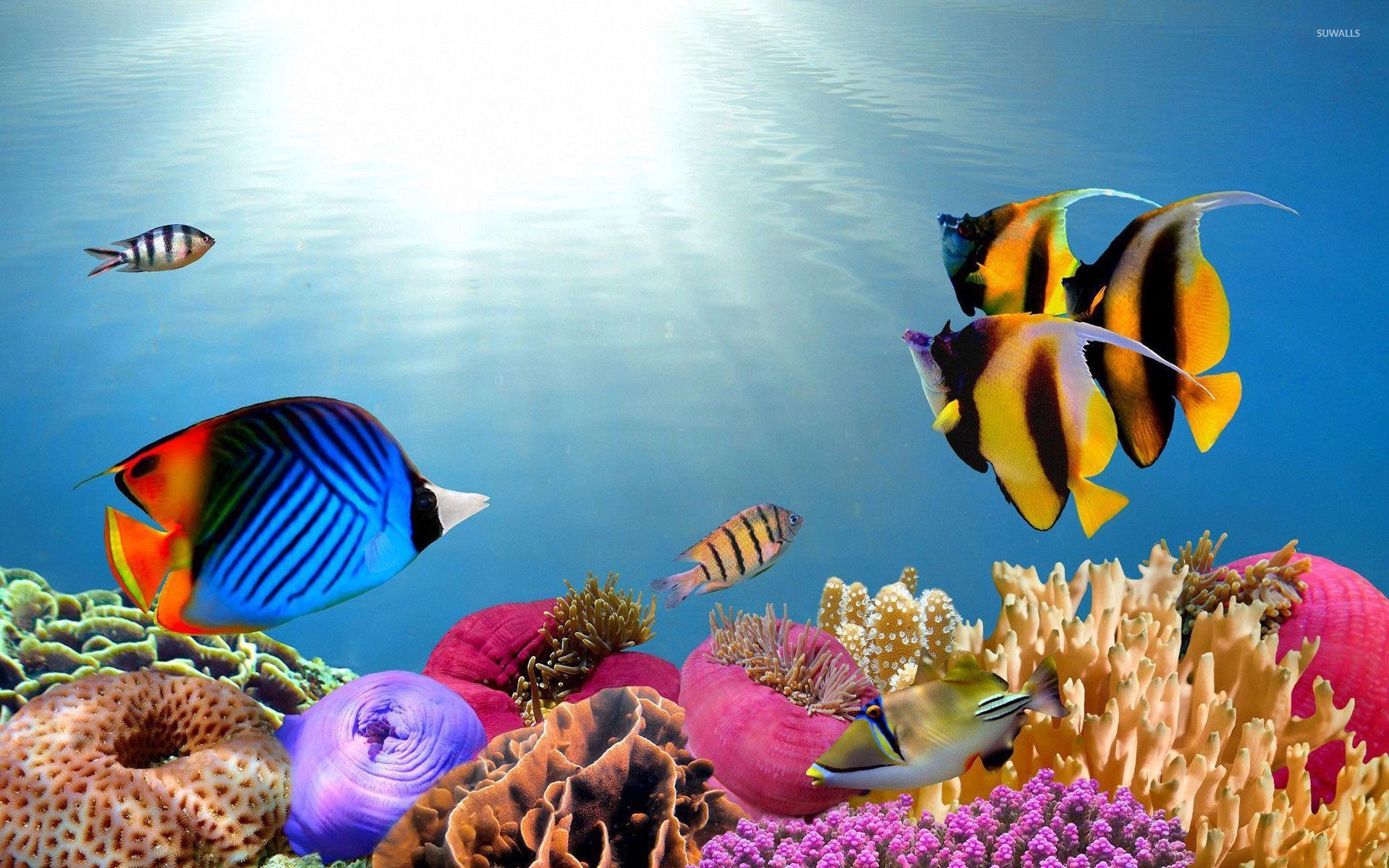 Aquarium, Tropen, Fische, Bunte, Meerestiere, 1920x1200 HD Desktop