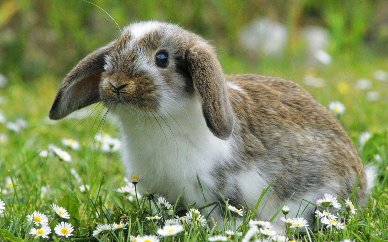 Kaninchen, Schön, Bild, HD, Tiere, 1280x800 HD Desktop