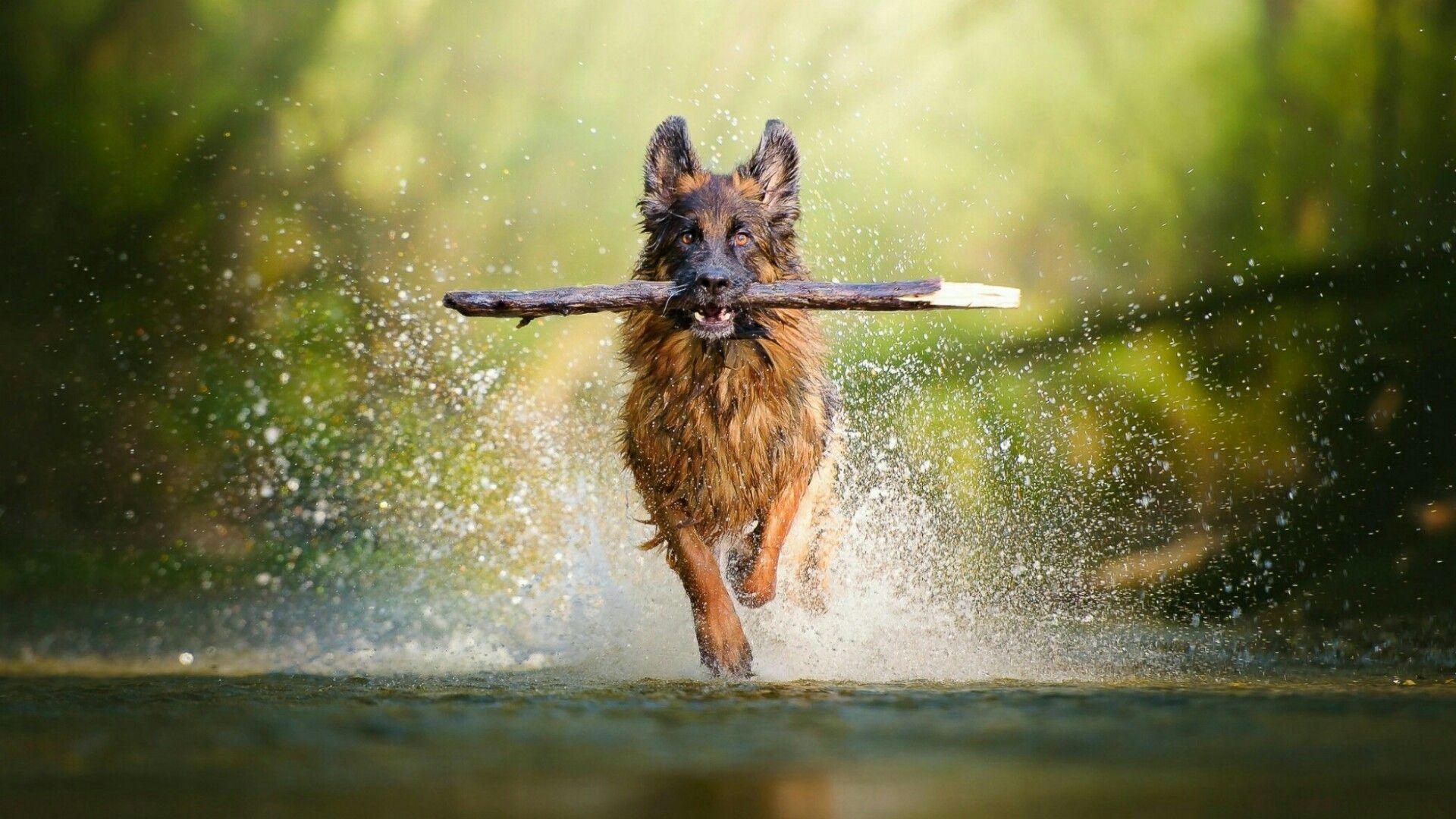 Deutscher Schäferhund, Hund, Training, Apport, Studio, 1920x1080 Full HD Desktop