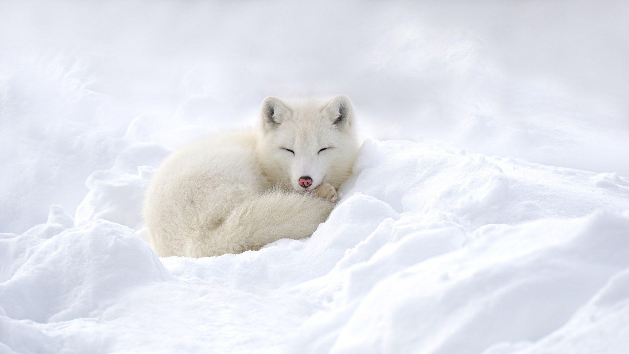 Arktisfuchs, Weiß, Winter, Tiere, Natur, 2050x1160 HD Desktop