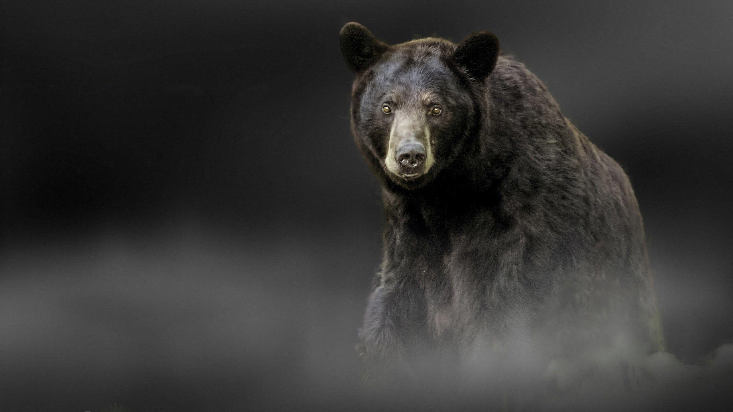 Schwarzbär, Bild, Natur, Hintergrund, Tiere, 2560x1440 HD Desktop