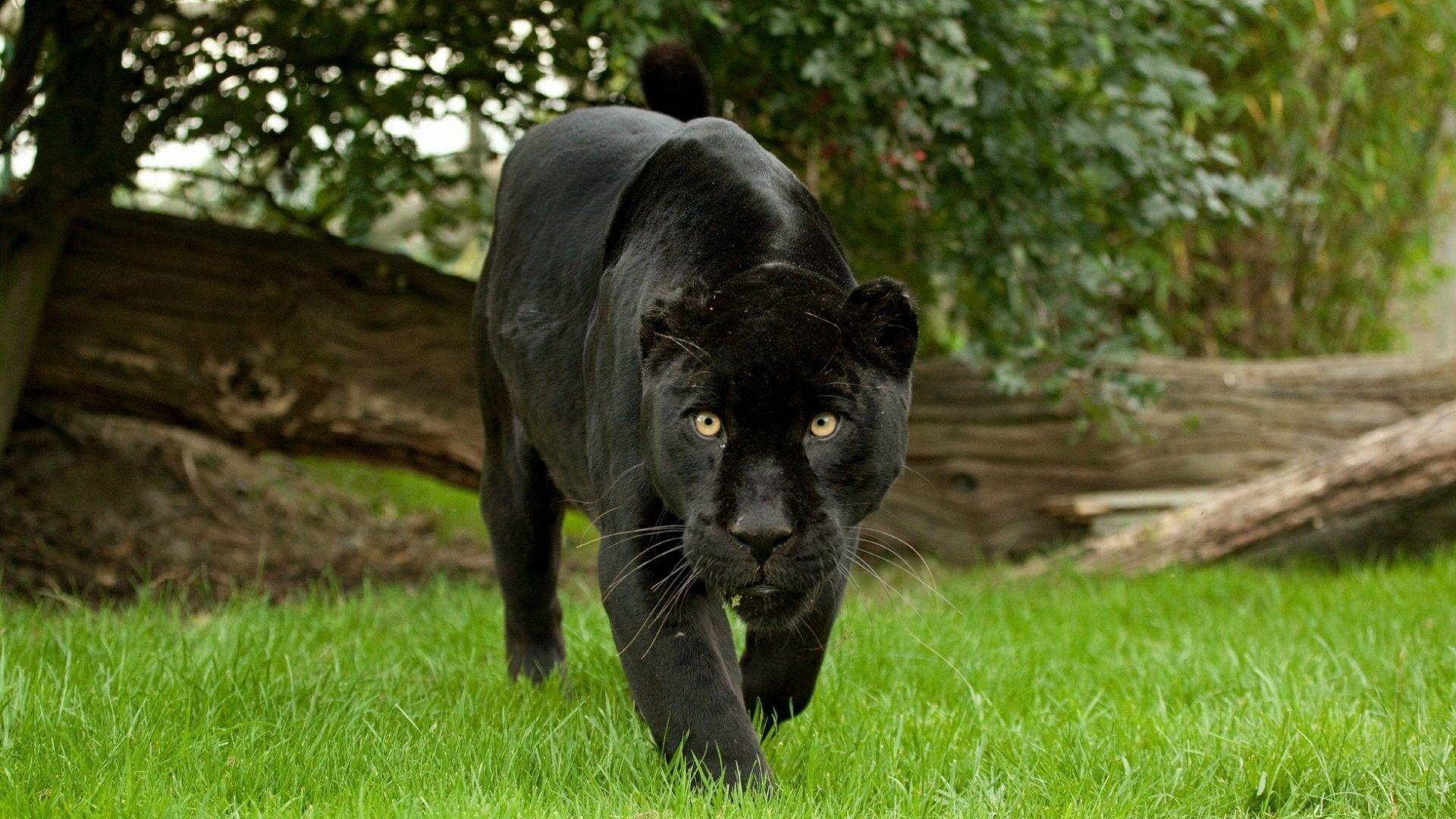 Panther Bild, Leopard, Katze, Umarmung, Panther, 1920x1080 Full HD Desktop