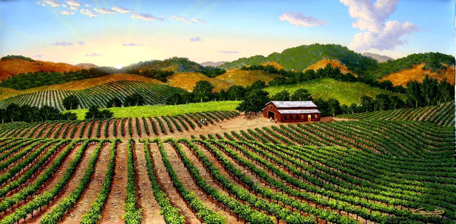 Napa Valley, USA, Weingebiet, Reise, Schönheit, 1550x770 Dual Screen Desktop