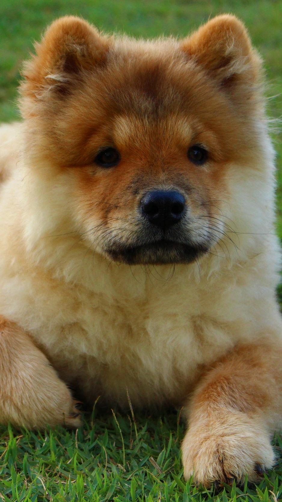 Chow Chow, Download, Hund, Welpe, iPhone, 940x1670 HD Handy