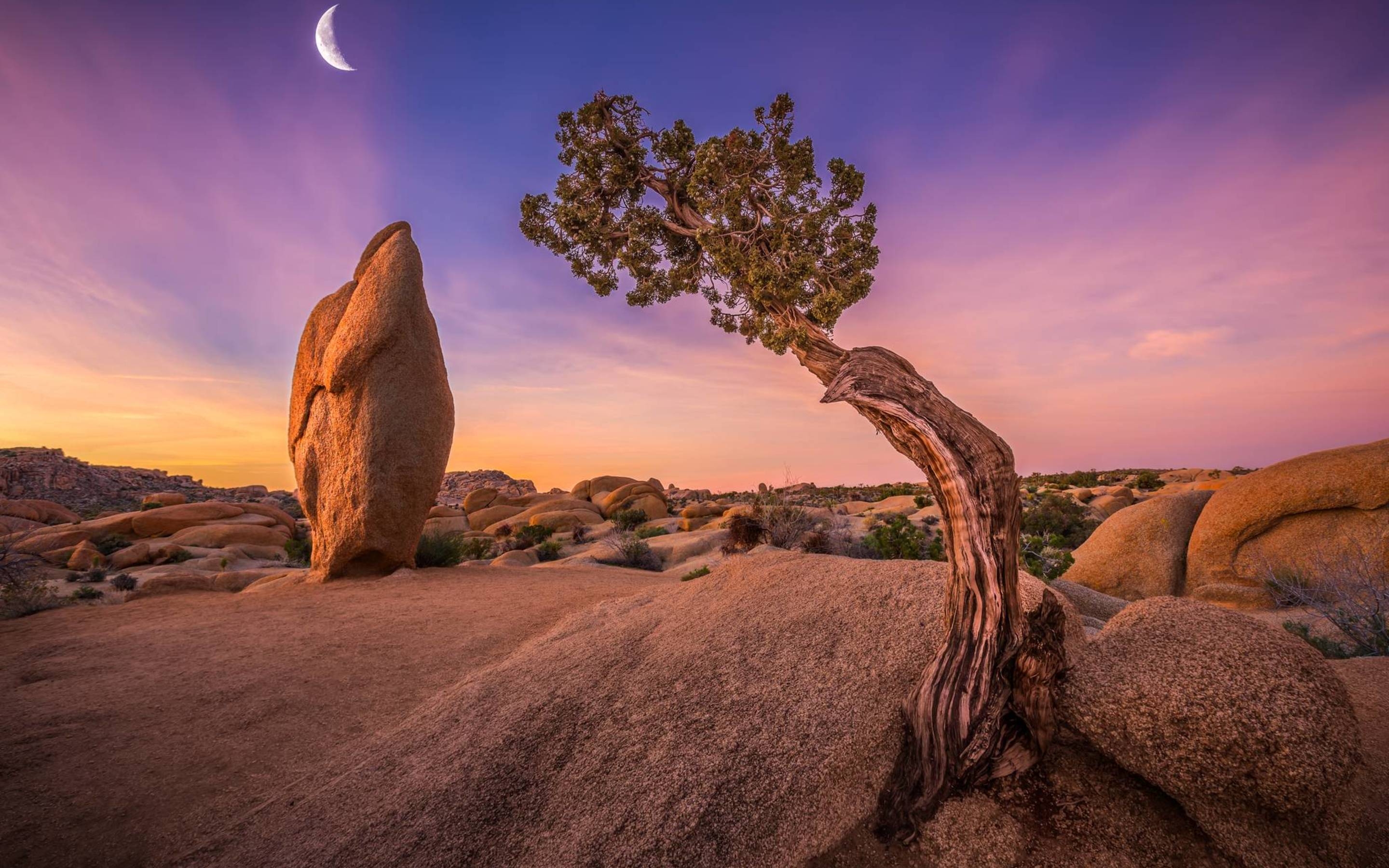 Joshua Tree, Nationalpark, 4K, Retina, Natur, 2880x1800 HD Desktop