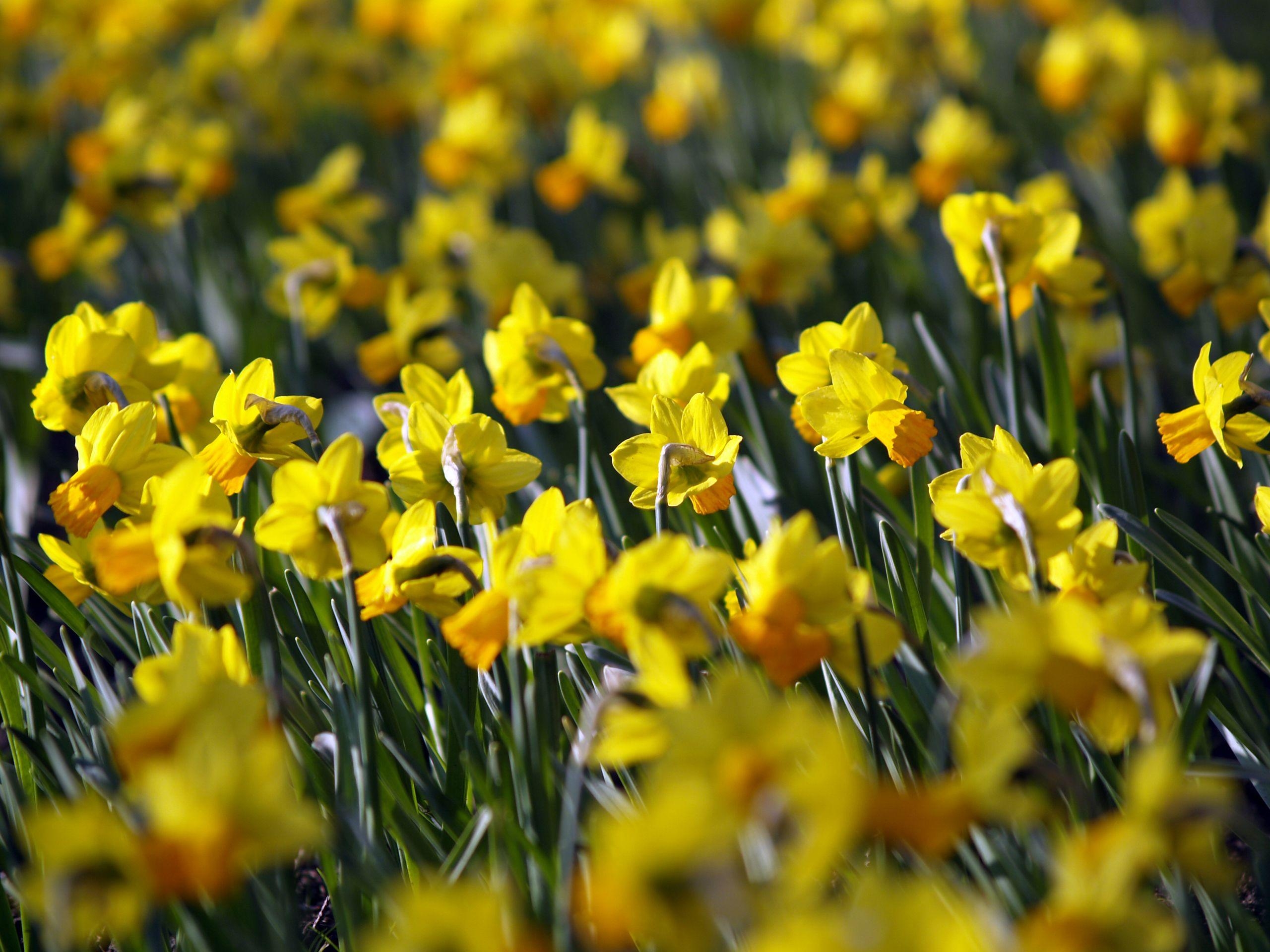 Narzissen, Cristina Nica, Feelgrafix, Blumen, Natur, 2560x1920 HD Desktop