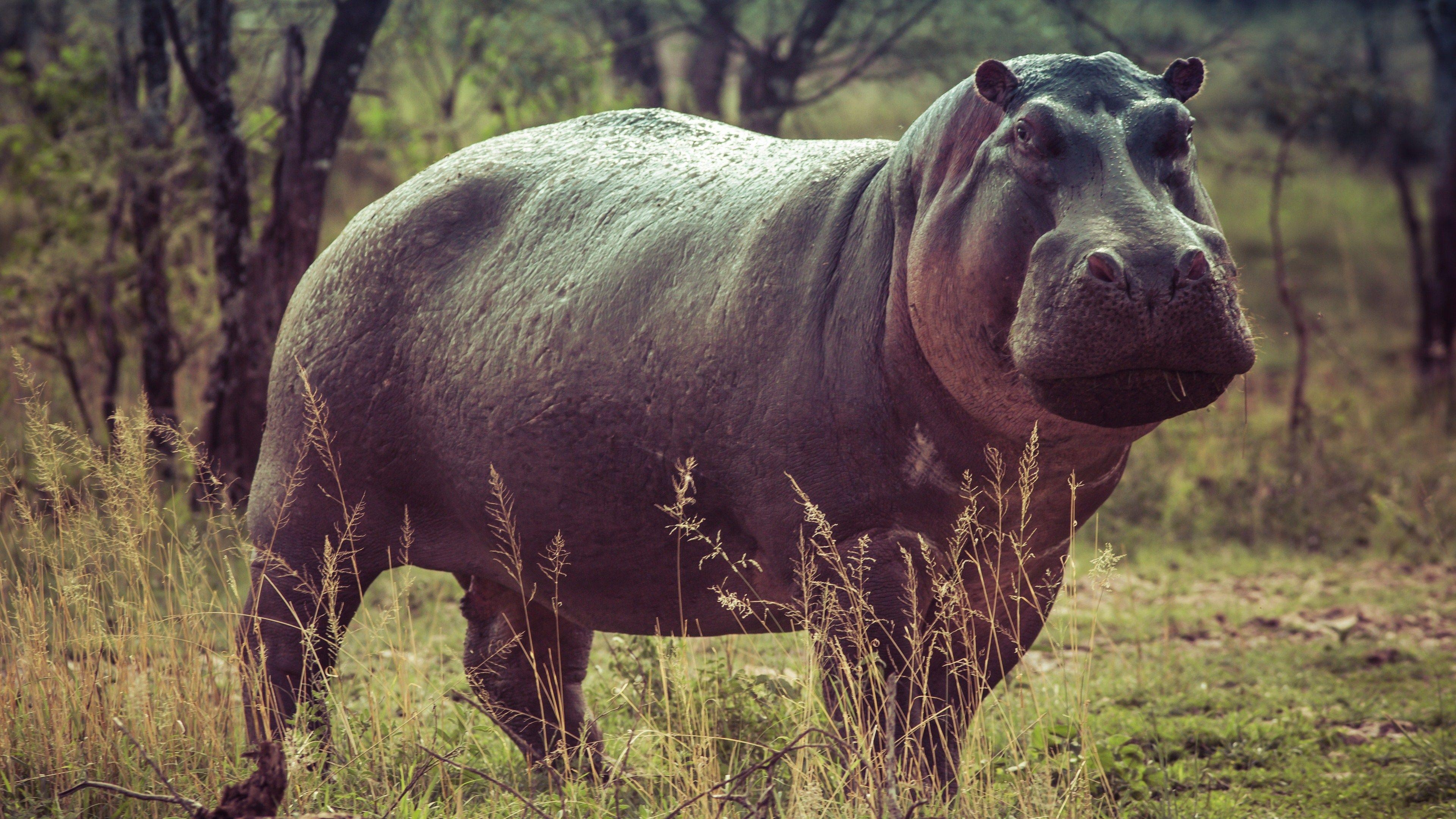 Hippo, 4K Hintergrund, Bild, Tier, Wildnis, 3840x2160 4K Desktop