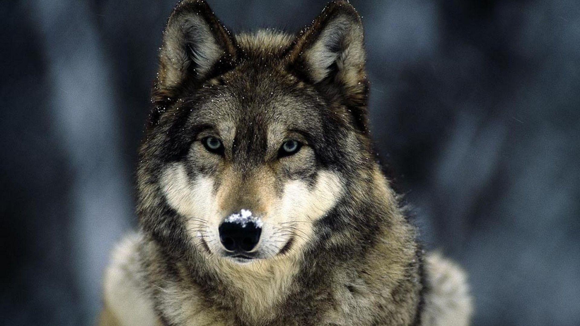 Wolf, HD Download, kostenlos, erstaunlich, Hintergrund, 1920x1080 Full HD Desktop