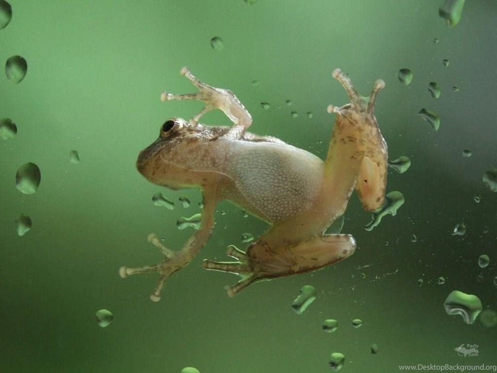 Frosch, Desktop, Hintergrund, Natur, Lebewesen, 1030x770 HD Desktop