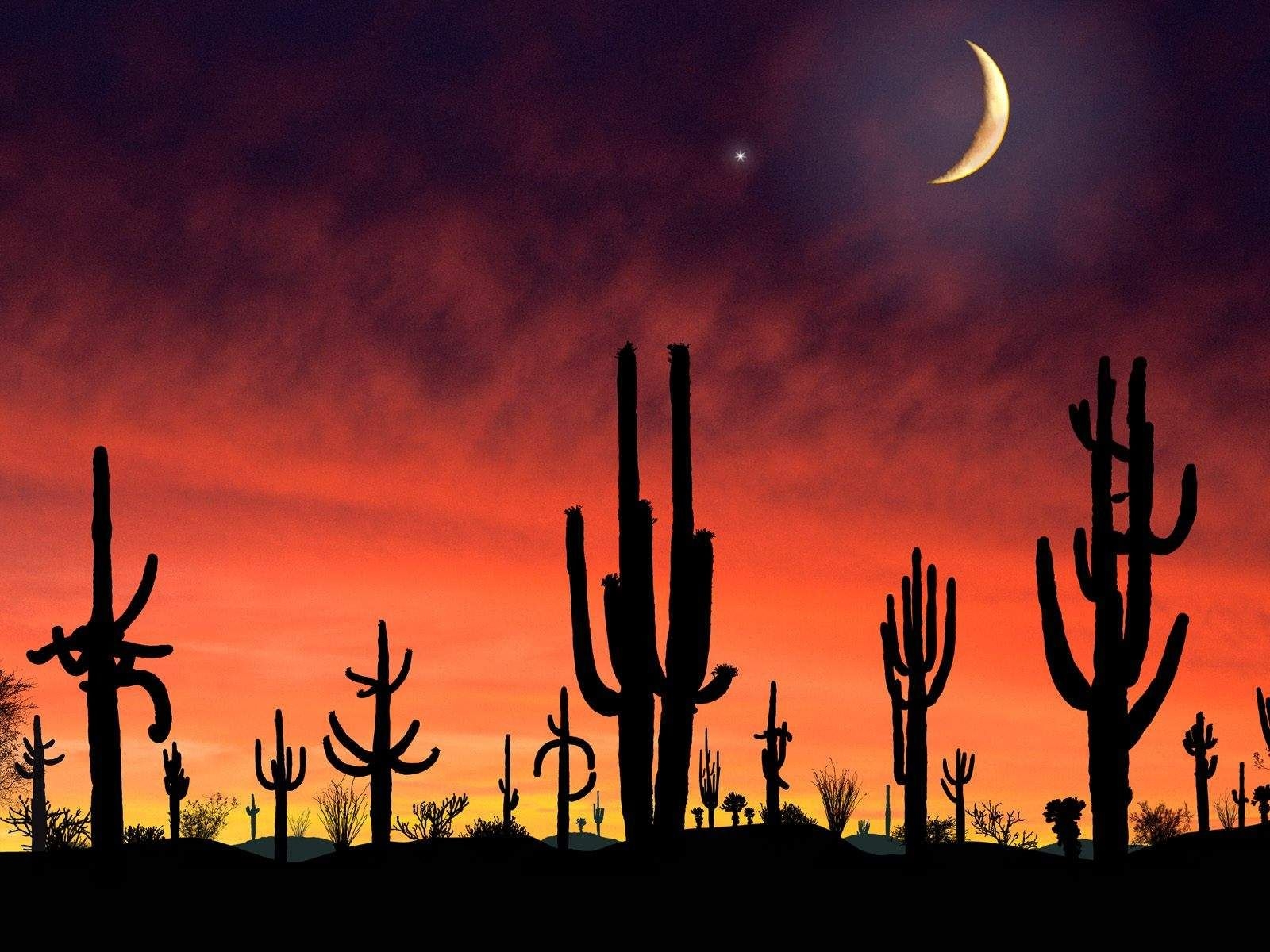 Saguaro Nationalpark, Arizona, Sonnenuntergang, Wüste, Natur, 1600x1200 HD Desktop