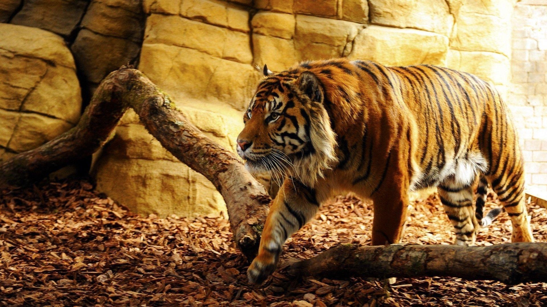 Tapetenbild, Tiger, Natur, Eleganz, Tierwelt, 1920x1080 Full HD Desktop