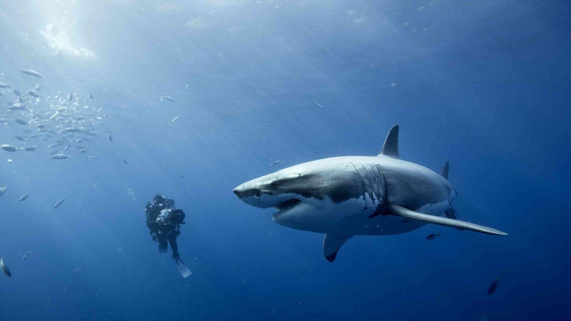 Freediving, Weißer Hai, Taucher, Unterwasserbild, 1920x1080 Full HD Desktop