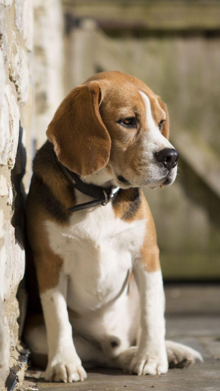 Erstaunliche Tiere, iPhone, Hund, Gratis, Haustier, 750x1340 HD Handy