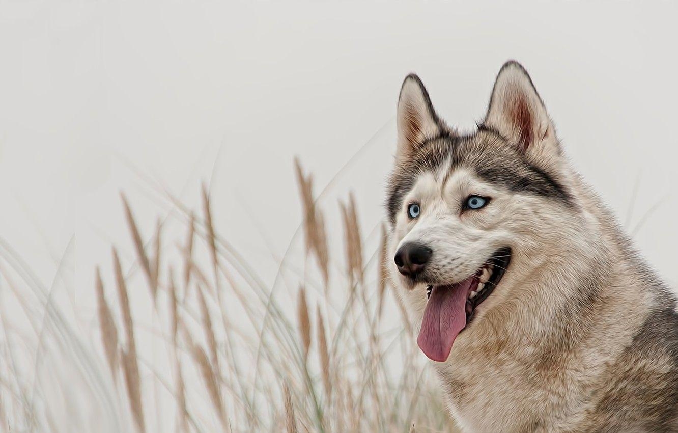 Sibirischer Husky, Blaue Augen, Hunde, Tierbild, Haustier, 1340x850 HD Desktop