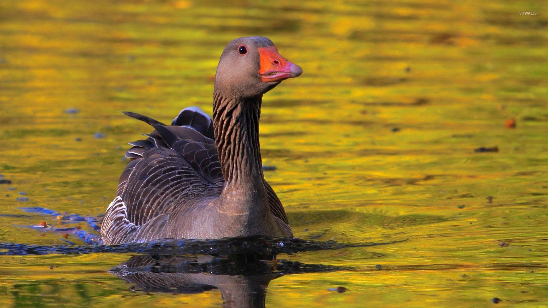 Gans, Tiere, Hintergrund, Qualität, Bild, 1920x1080 Full HD Desktop