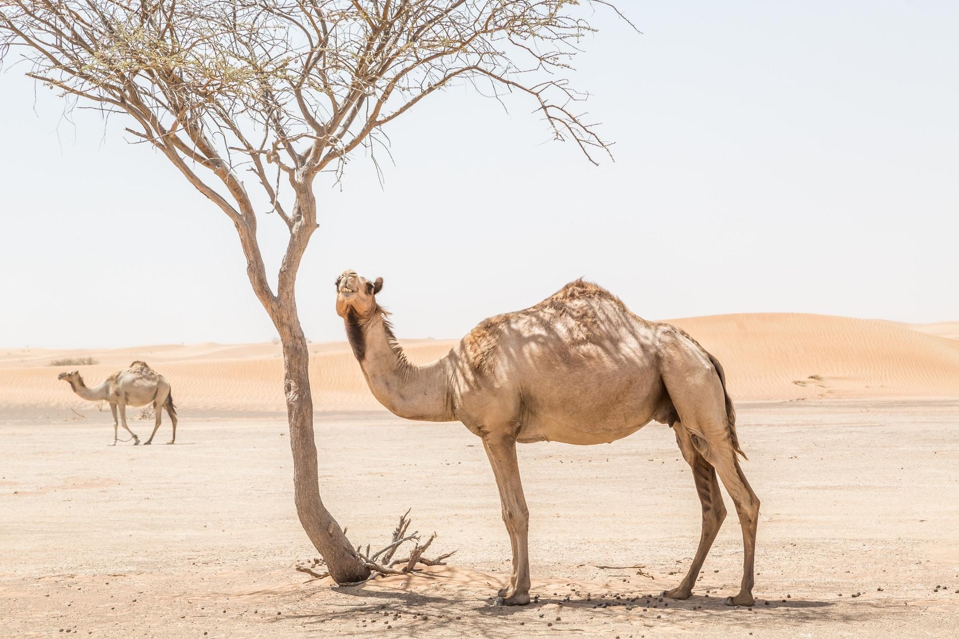 Kamel, Oase, Desert, Reise, Sand, 1950x1300 HD Desktop