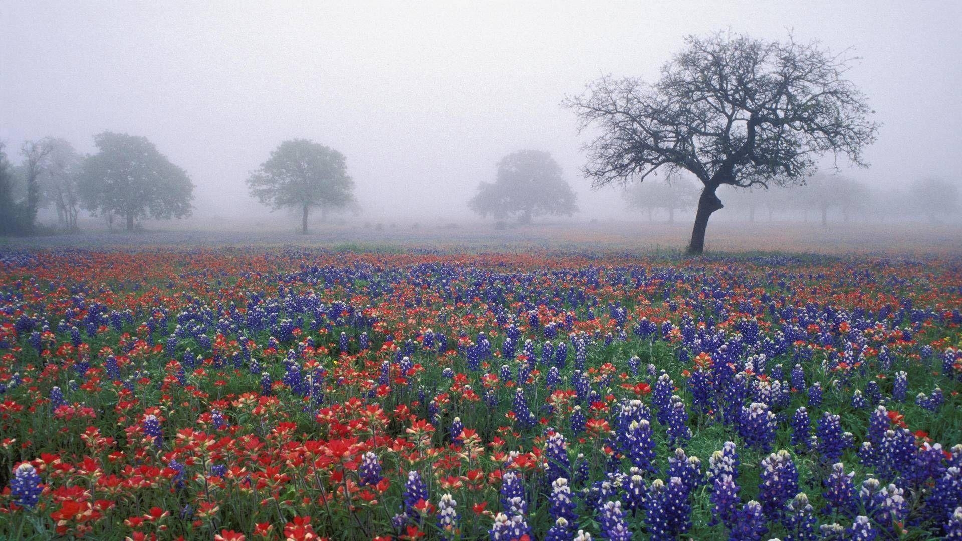 Texas, wilde Blumen, Bluebonnet, Blumenfeld, Natur, 1920x1080 Full HD Desktop