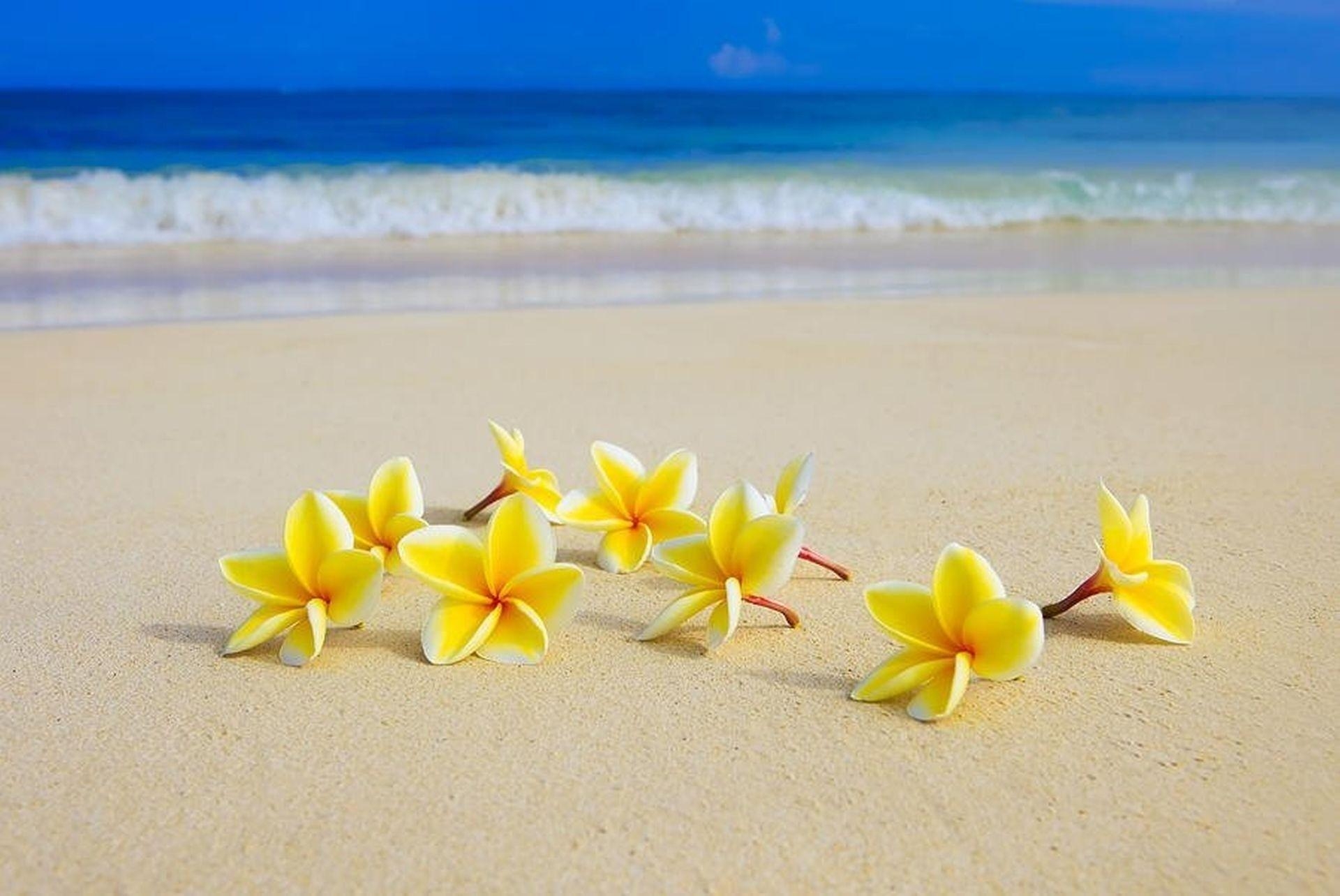 Strandblüten, Düne, Sand, Plumeria, HD Qualität, 1920x1290 HD Desktop