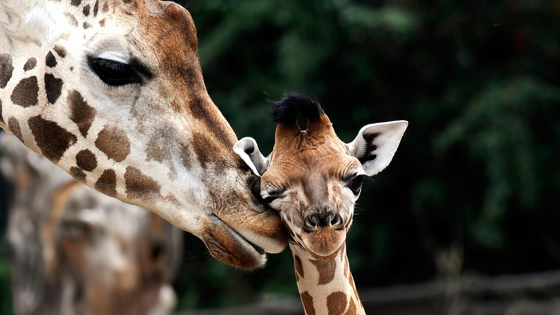 Kostenlos, Giraffenbild, Download, Tiere, HD, 1920x1080 Full HD Desktop