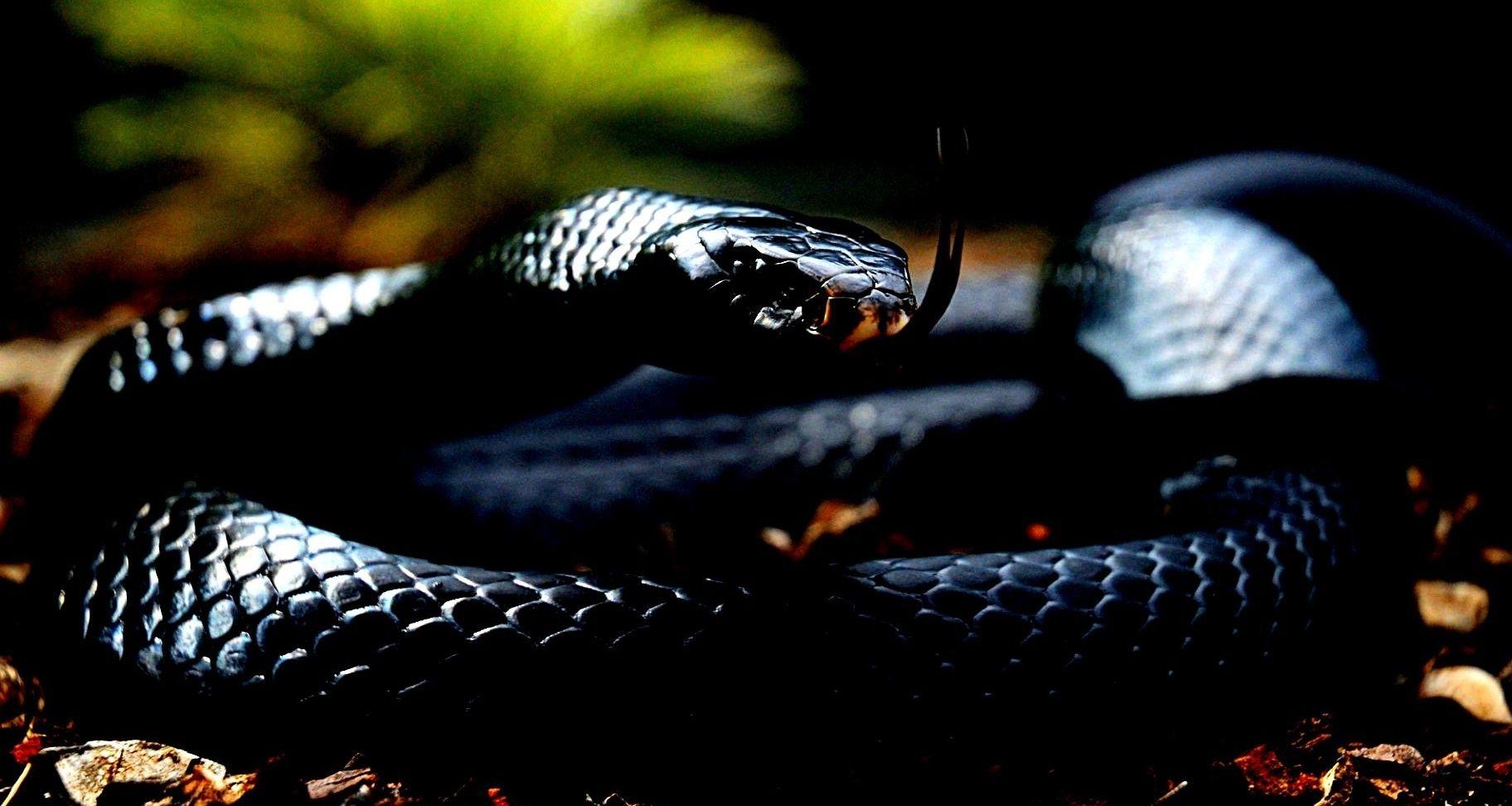 Schwarze Mamba, Sammlung, HD, Schlange, 1830x980 HD Desktop