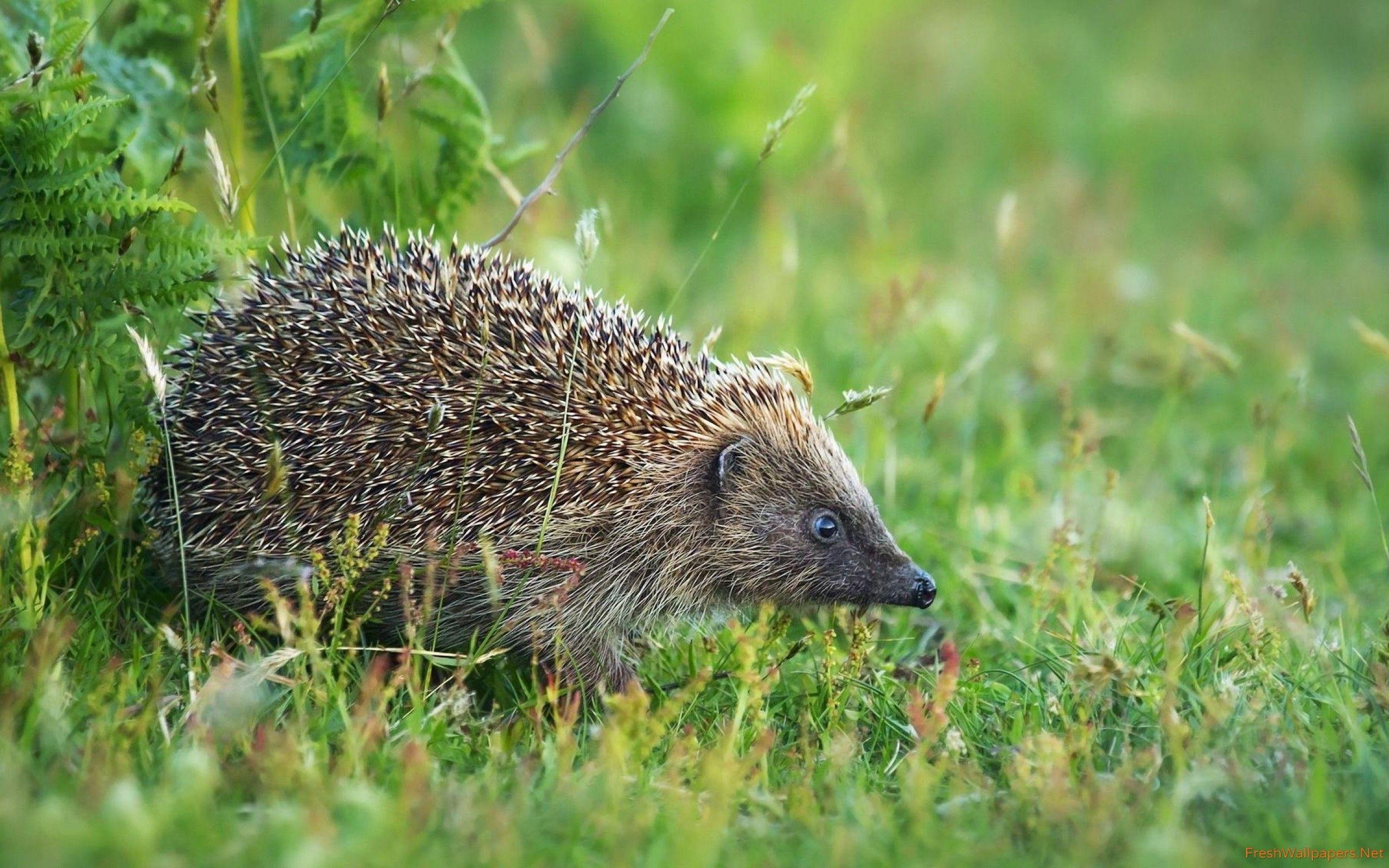 Igel, Tier, Hintergrund, Bild, niedlich, 2560x1600 HD Desktop