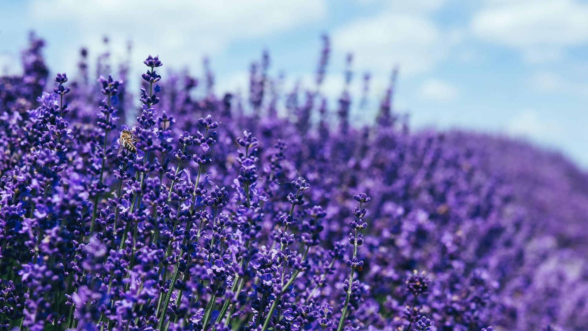 Lavendel, 5K, Natur, Lila, HD Qualität, 1920x1080 Full HD Desktop