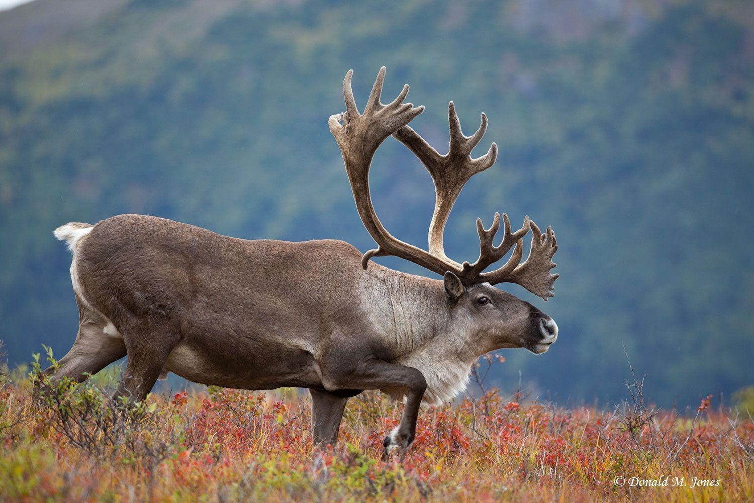 Karibu, wildes Tier, Hintergrund, Nordamerika, Tierwelt, 1500x1000 HD Desktop