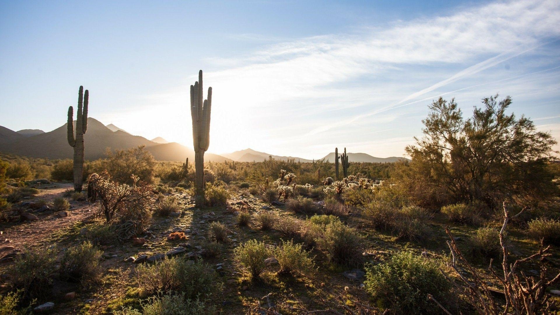 Sonorawüste, Arizona, Reisen, Landschaft, Natur, 1920x1080 Full HD Desktop