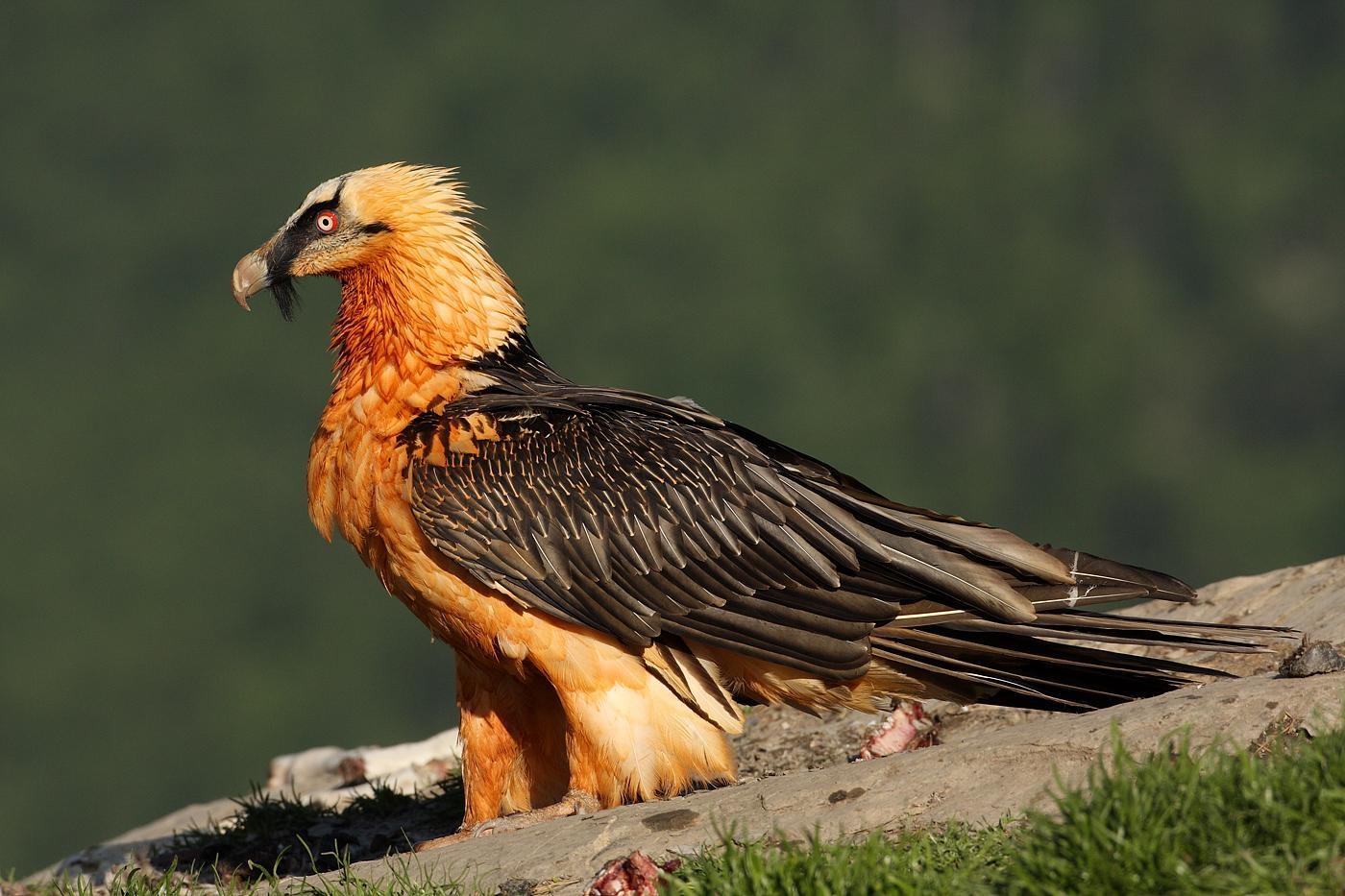 Bartgeier, Schutz, Biologie, Vögel, Natur, 1400x940 HD Desktop