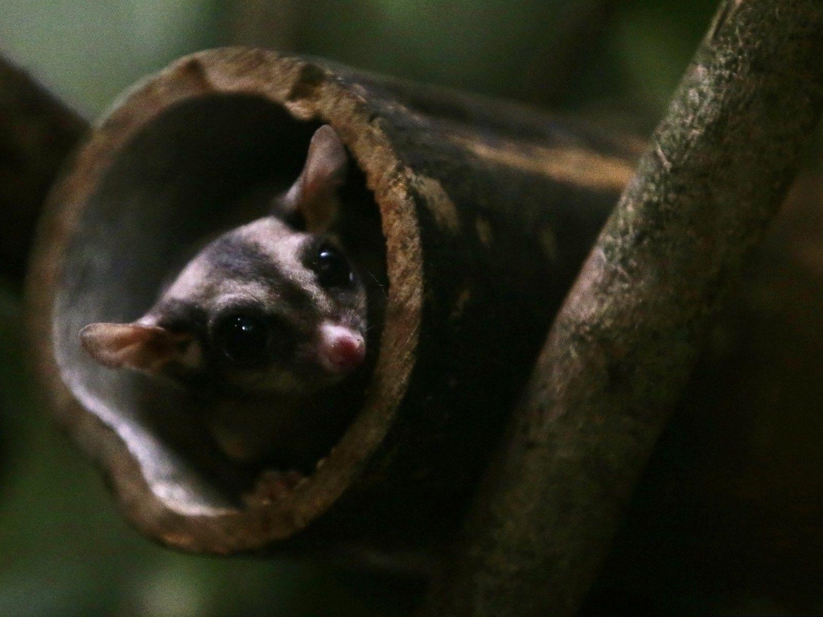 Zuckergleiter, Australien, vom Aussterben bedroht, Papagei, winzige Beuteltiere, 1600x1200 HD Desktop