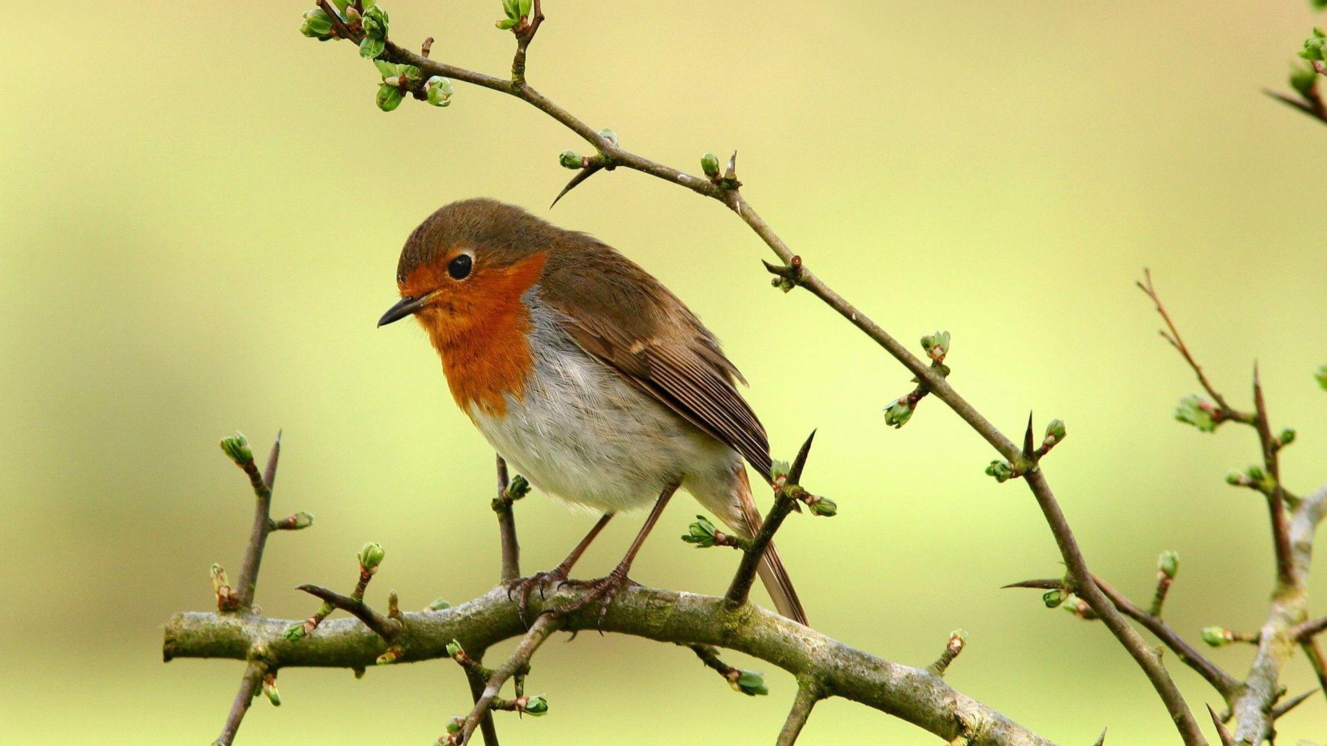 HD Rotkehlchen, Vogel Hintergrund Bild, 1920x1080 Full HD Desktop