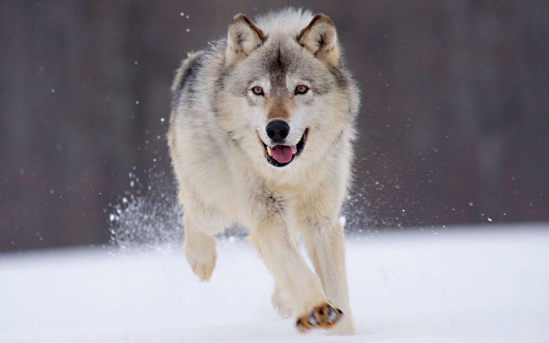 Alaskan Malamute, XX6612i, Hintergrund, Tiere, Bild, 1920x1200 HD Desktop