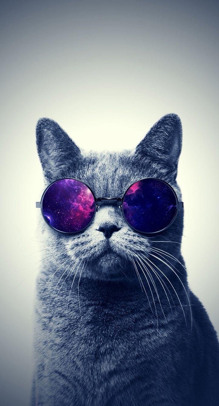 Die Katze mit Brille, Komödie, Hintergrund, Lustig, Prints, 730x1340 HD Handy