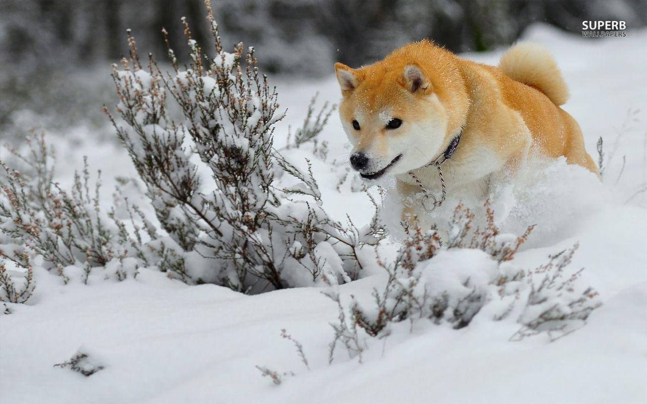 Shiba Inu, Wallpaper, Haustiere, Niedliche Hunde, Japan, 1280x800 HD Desktop