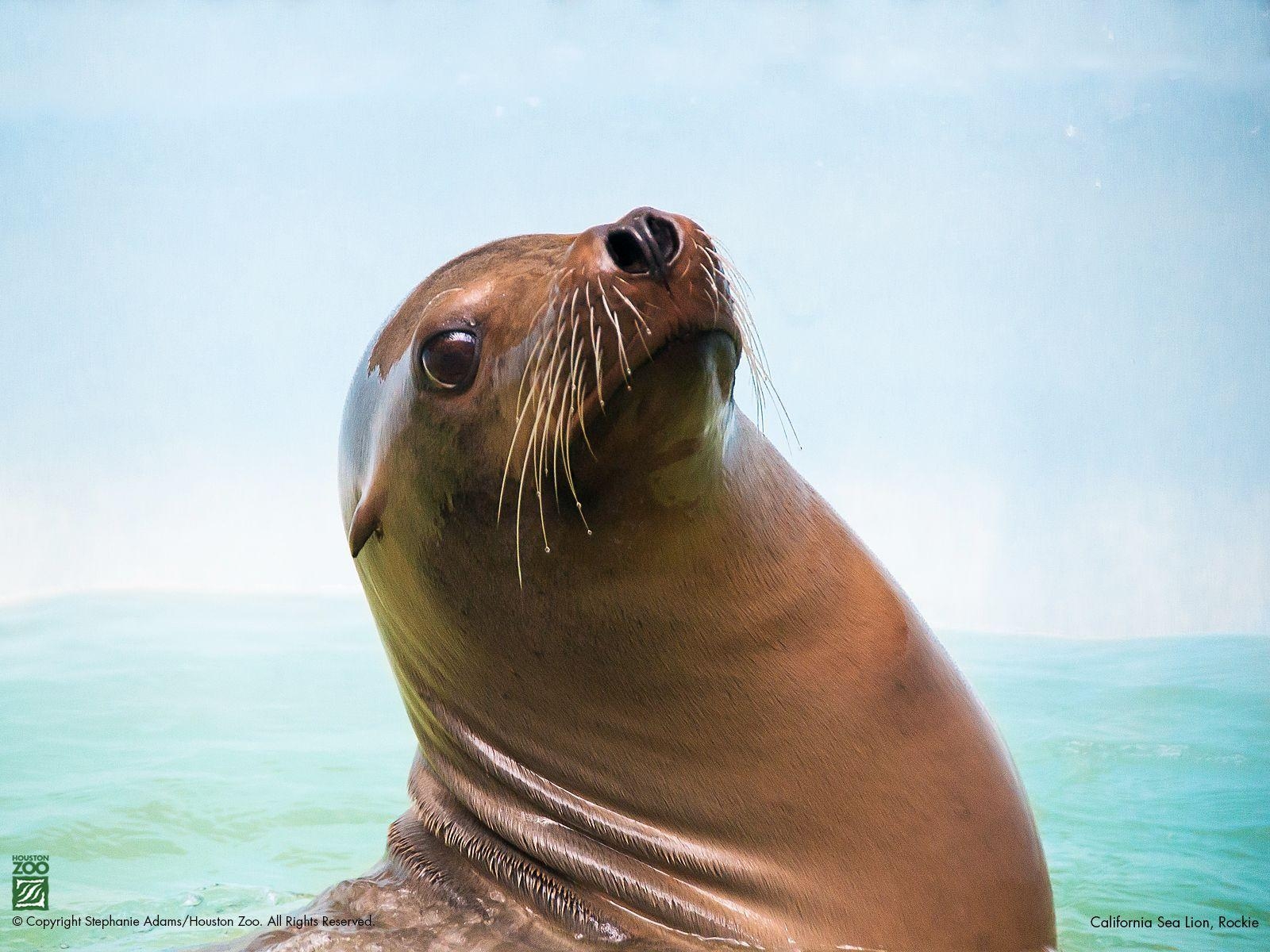 Seelöwe, Houston Zoo, HD, Bild, Tier, 1600x1200 HD Desktop