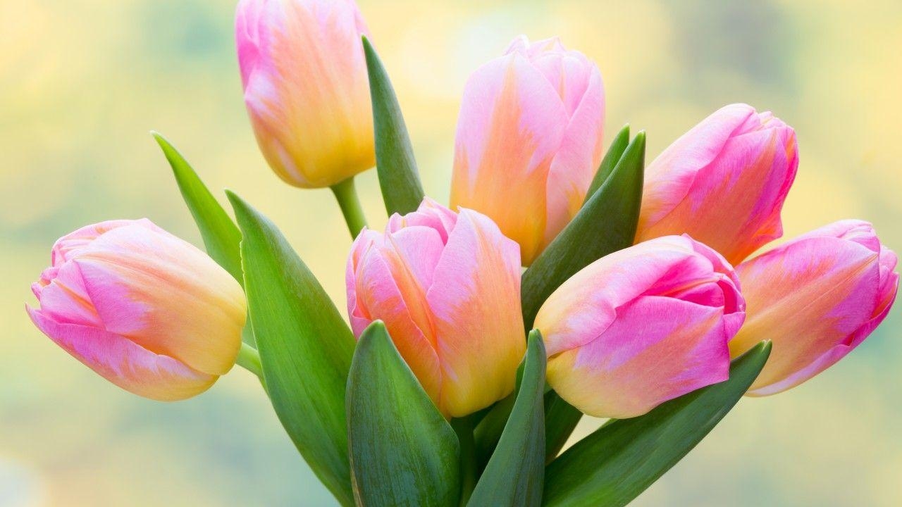 Tulpenstrauß, Blumen, Natur, 5K, Flora, 1280x720 HD Desktop