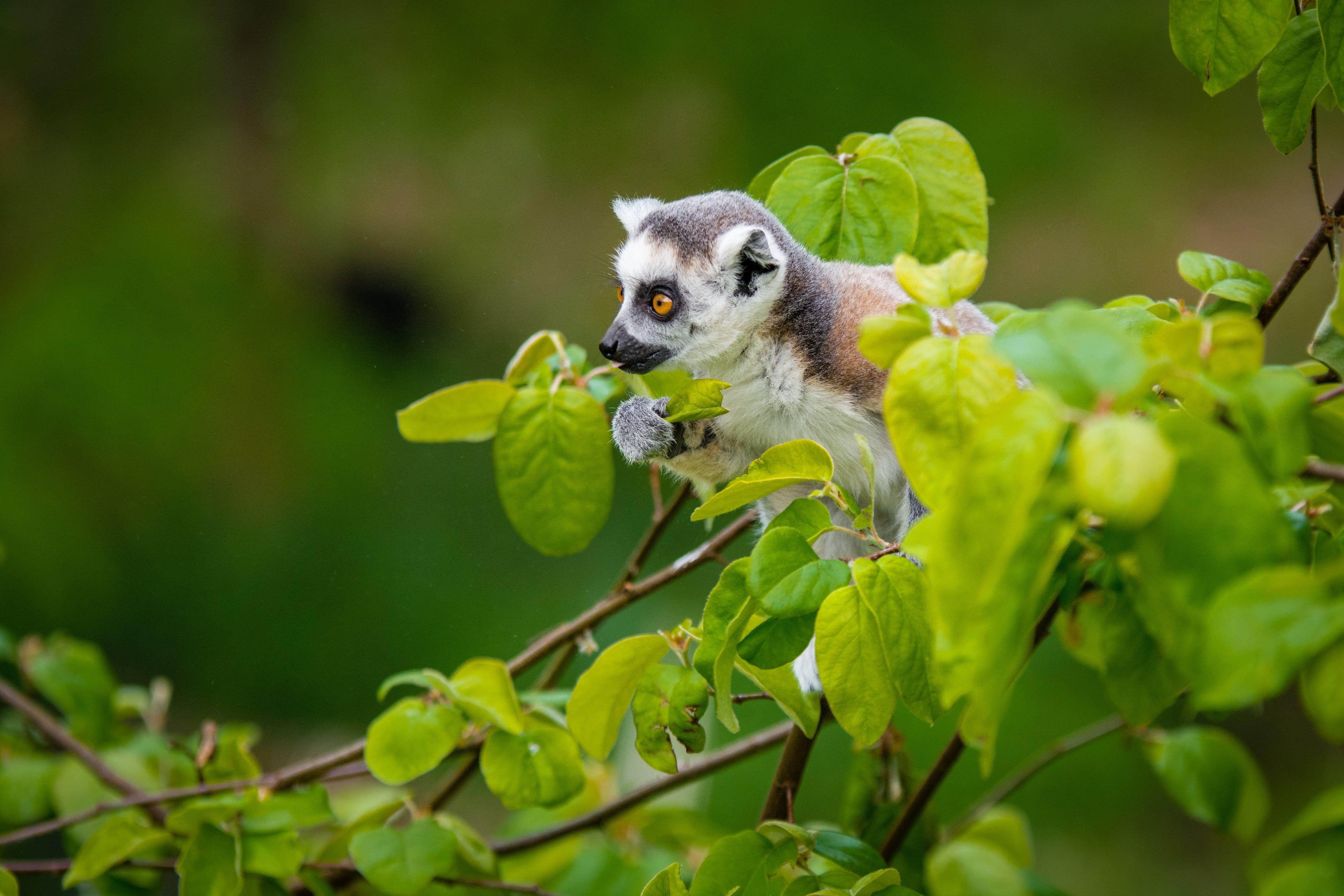 Zuckersegelflug, Weiß-Braun, Baum, Kletterer, Ringelschwanz-Lemur, 5280x3520 4K Desktop