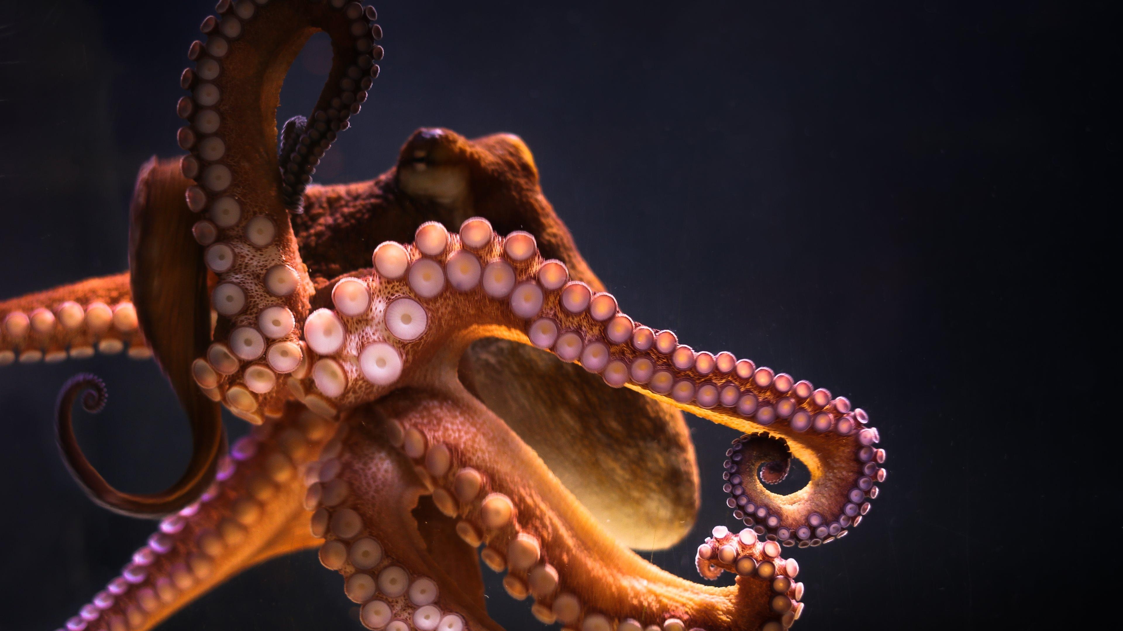 Oktopus, 4K, Ultra HD, Unterwasser, Kreatur, 3840x2160 4K Desktop