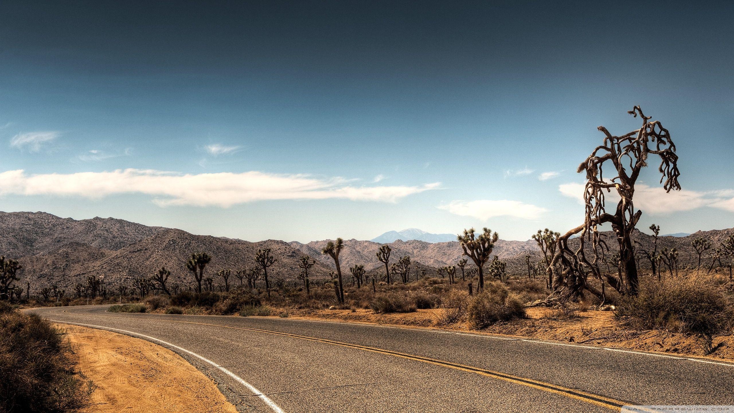 Joshua Tree, 4K, HD Desktop, Natur, 2560x1440 HD Desktop