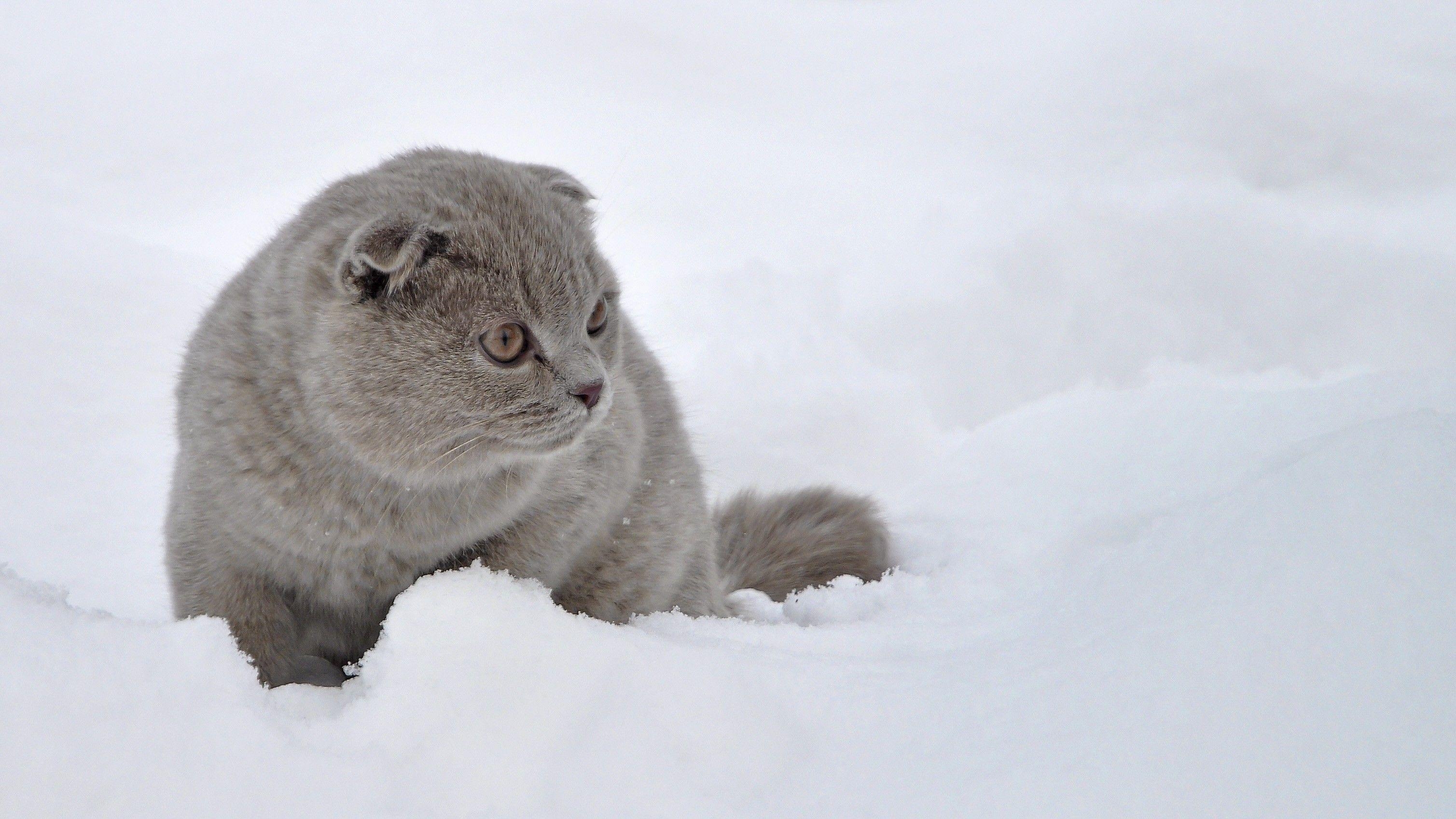 Scottish Fold im Schnee, Gratisdownload, Schottische Katze, Winter, Fotografie, 3020x1700 HD Desktop