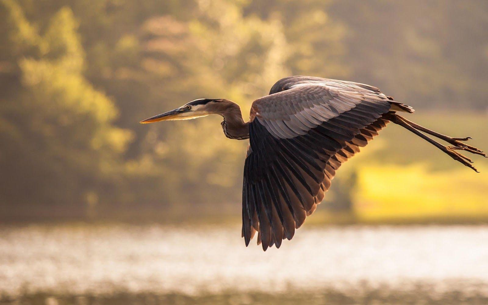 Kranich, Bild, HD, Vögel, Tiere, 1600x1000 HD Desktop