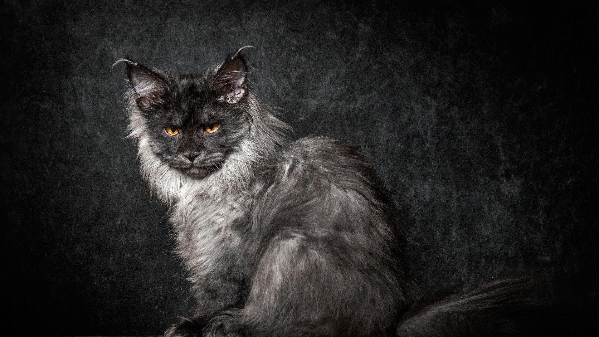 Maine Coon, HD, Desktop, Mobile, Hintergrund, 1920x1080 Full HD Desktop