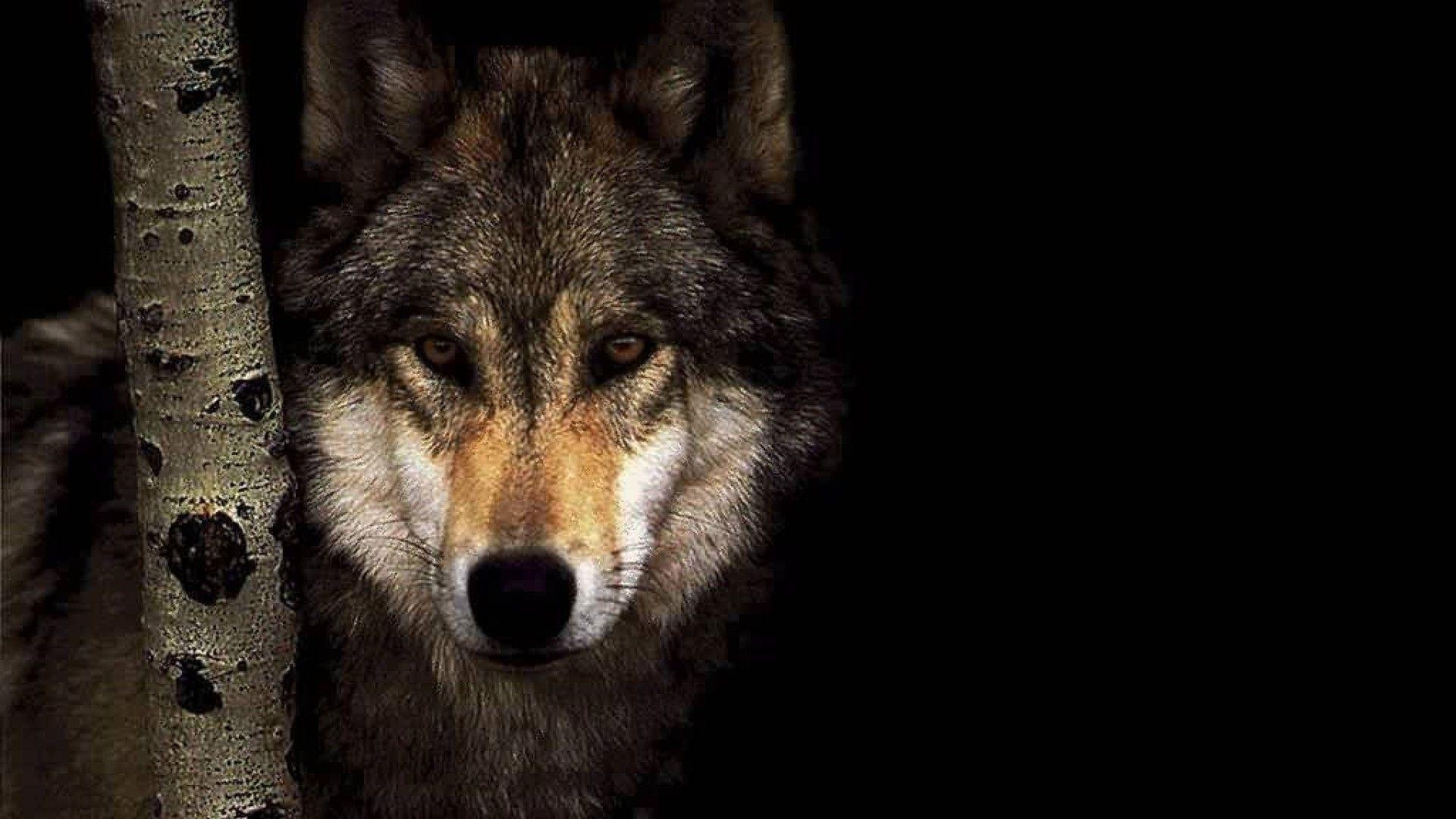 Wolf, Beste Bilder, Hintergrund, Top 10, Tier, 1920x1080 Full HD Desktop