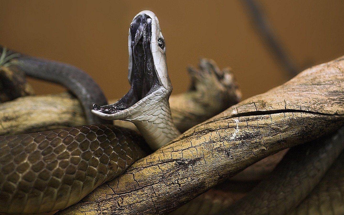 Schwarze Mamba, HD Bild, Schlange, Reptilien, Wildleben, 1440x900 HD Desktop